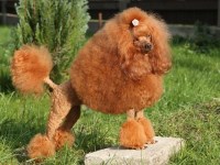 Poodle Miniature thumbnail